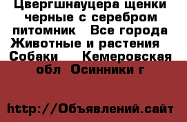 Цвергшнауцера щенки черные с серебром питомник - Все города Животные и растения » Собаки   . Кемеровская обл.,Осинники г.